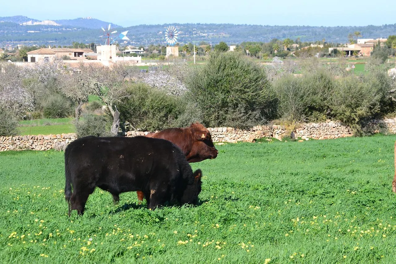 Vakantieboerderij Agroturismo Es Gallicant Campos  Spanje