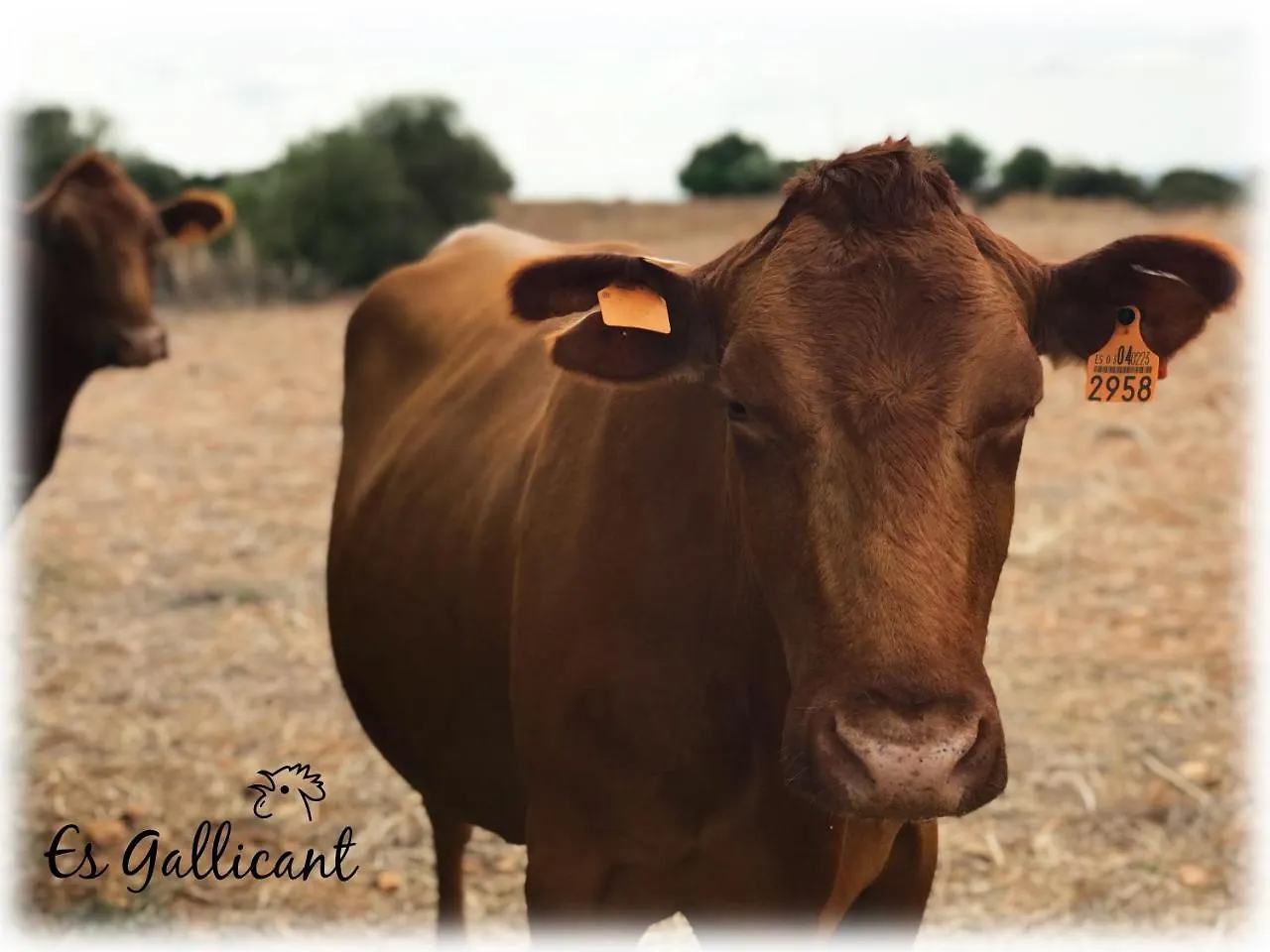 Agroturismo Es Gallicant Campos