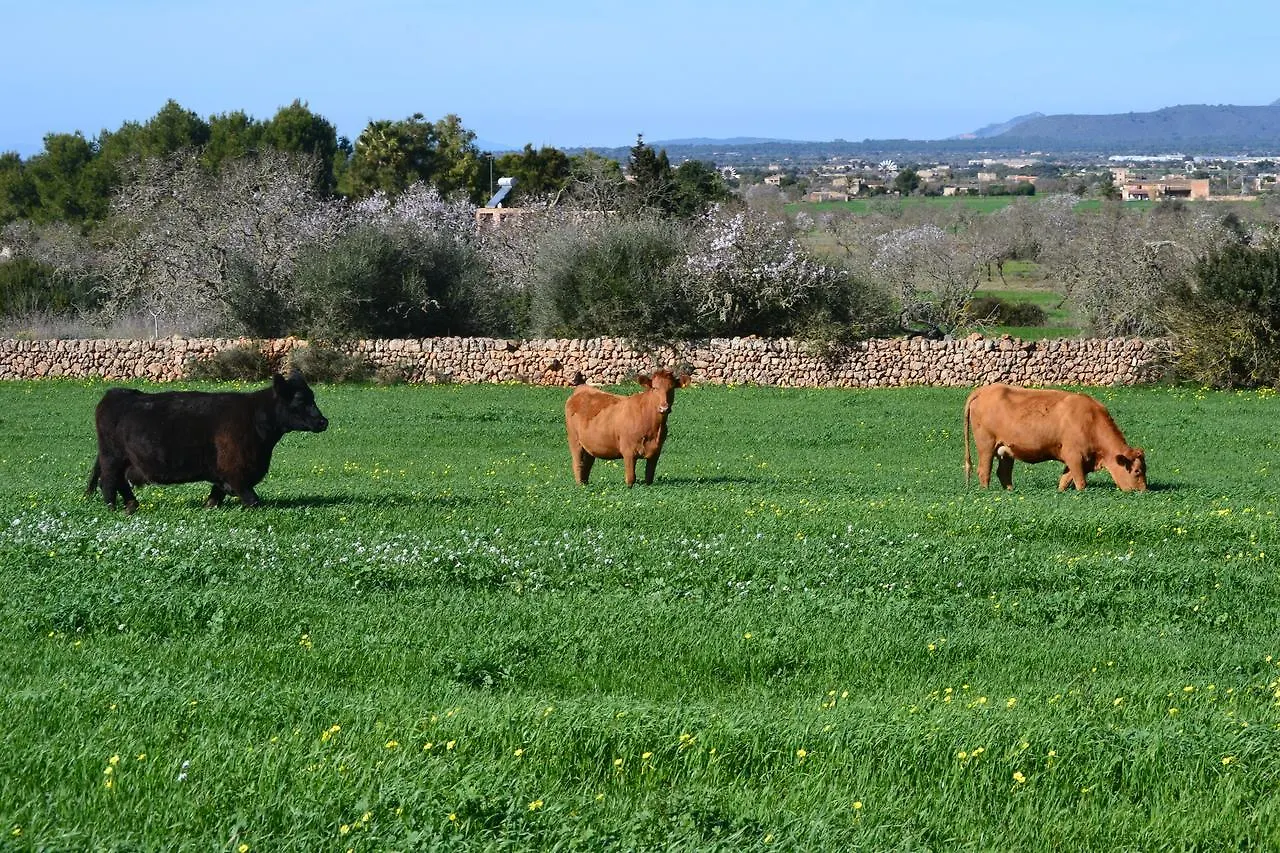 مزرعة للإقامة Agroturismo Es Gallicant كامبوس